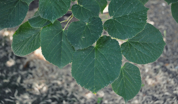 Close up of Silver Linden leaf