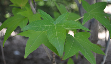 Close up of Slender Silhouette Sweetgum leaf