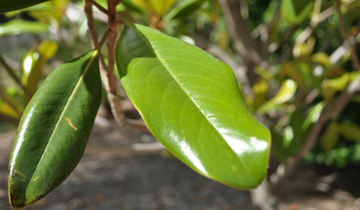 up close image of Edith Bogue Southern Magnolia leaf