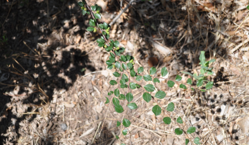 Close up of Spreading Cotoneaster Leaf