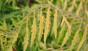 Staghorn Sumac leaf