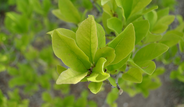 up close image of Star Magnolia leaf