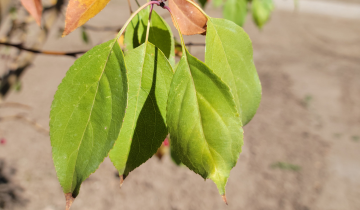 Close up of Starlite Crabapple leaf