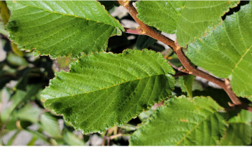 Close up of Summer Elixir Elm tree leaf