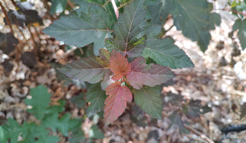 Close up of Summerwine Ninebark leaf