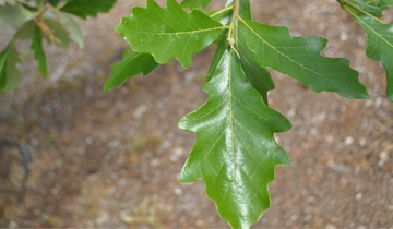 Close up of Swamp White Oak leaf