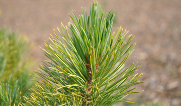 Close up of Swiss Stone Pine needles