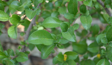 Close up of Texas Scarlet Flowering Quince Leaf