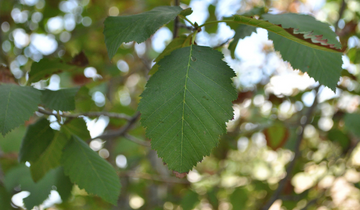 Close up of Thinleaf Alder leaf