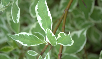 Close up of Variegated Red Twig Dogwood Leaf