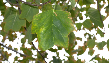 Close up of Variegated Tulip Tree leaf
