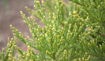 Close up of Von Martin Giant Sequoia leaf