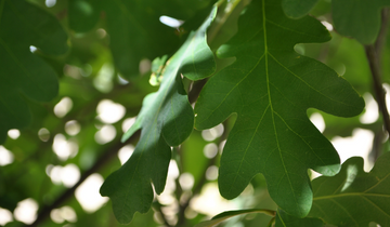Close up of White Oak leaf