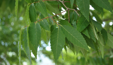 Close up of Wireless Zelkova leaf