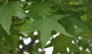 up close image of Worplesdon Sweetgum leaf