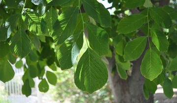 Close up of Yellowwood leaf