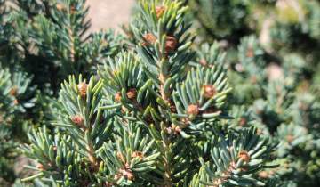 Close up of Yukon Blue White Spruce needles