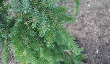 Close up of needles on Bruns Serbian Spruce tree