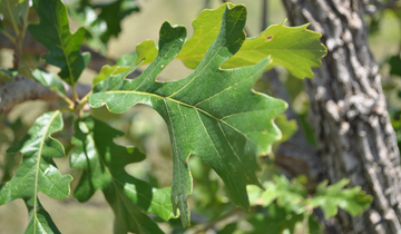 Close up of leaf of Cobblestone Oak