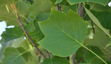 Close up of leaf on Columnar Tuliptree