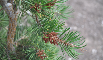 Close up of needles on Uncle Fogy Weeping Jack Pine