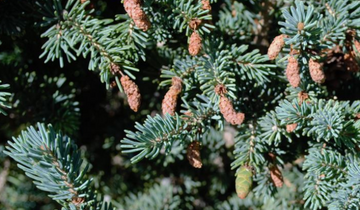 Close up of Yukon Blue White Spruce needles