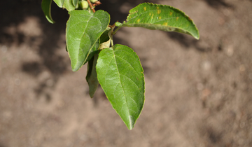 Zumi Calocarpa Crabapple leaf