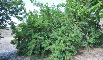 Lynwood Gold Forsythia bush