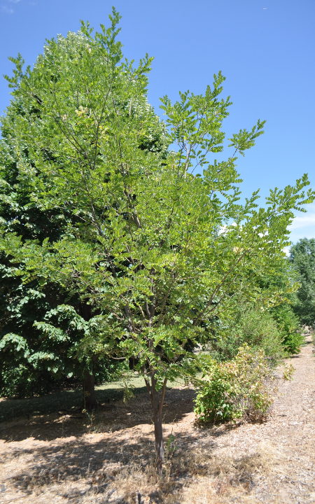 Amur Maakia tree