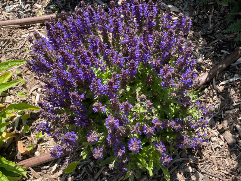 Dwarf Blue Sage 'Marcus'