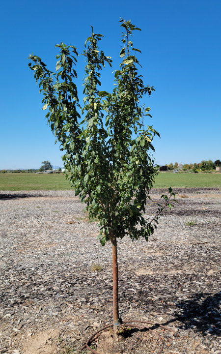 Marilee crabapple tree