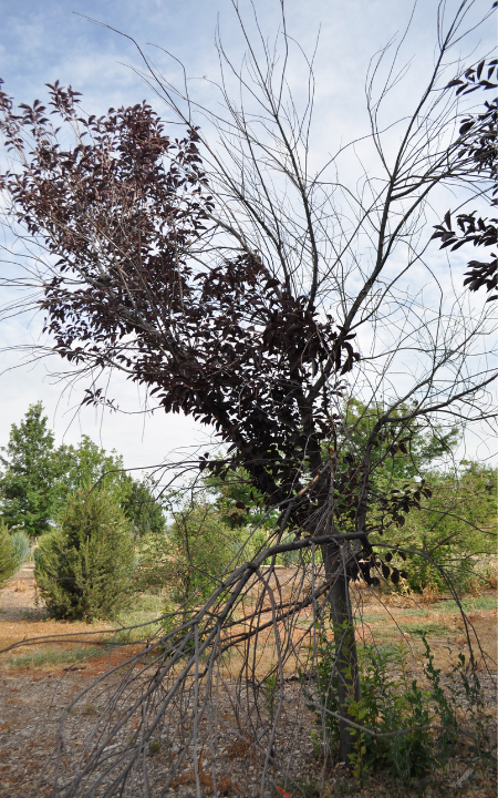 Merlot Common Birdcherry tree