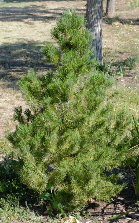 Mint Truffle Bosnian Pine tree