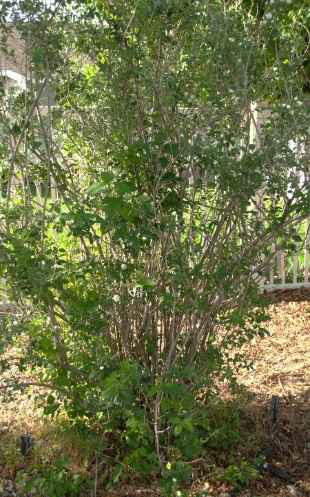 Mock Orange bush