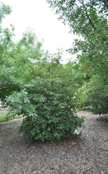 Mohican Viburnum