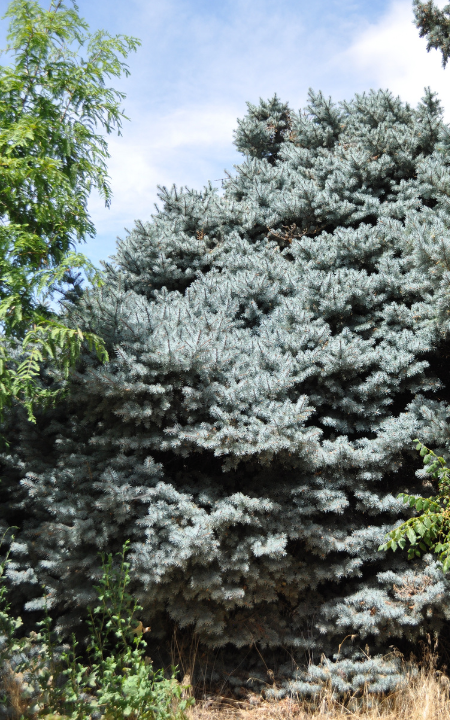 Montgomery Blue Spruce tree