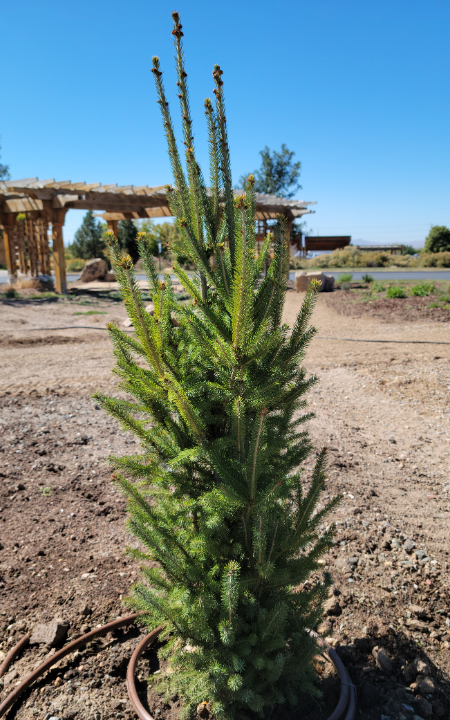 Montrose Charm Spruce