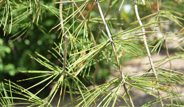 Close up of Lacebark Pine needles