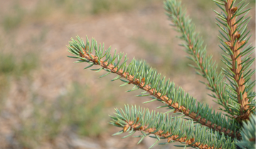 Close up of needles on Mesa Verde Spruce