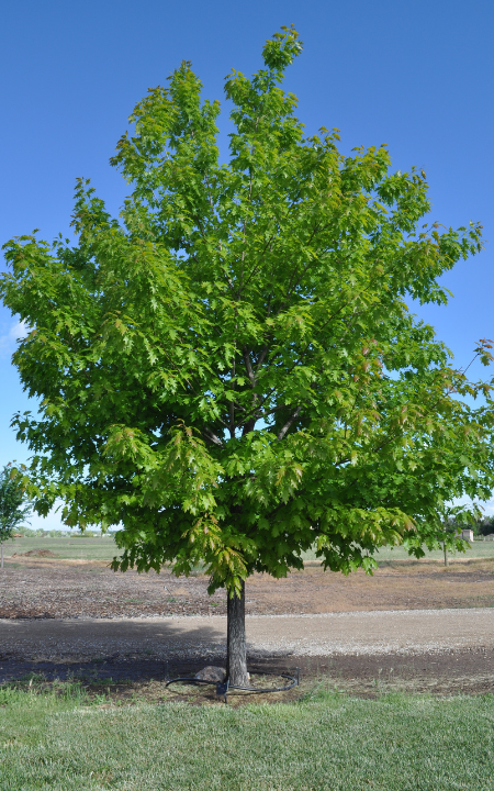 Norther Red Oak