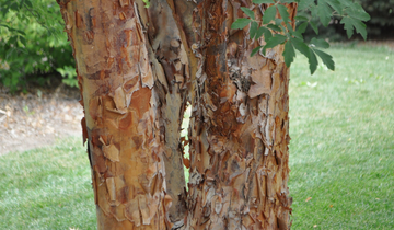 Close up of Paperbark Maple bark