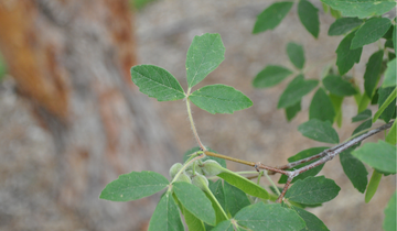 up close image of Paperbark Maple leaf