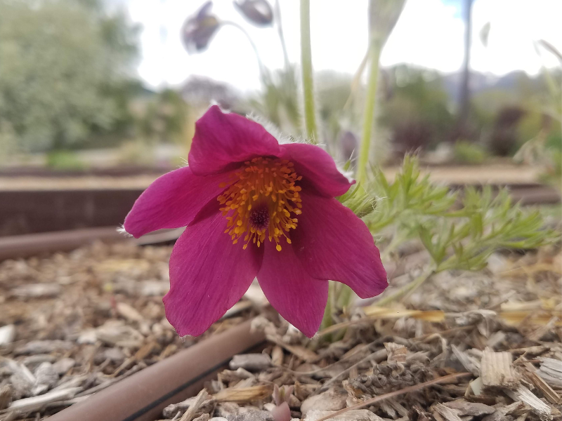 Burgandy bloom on pasque flower