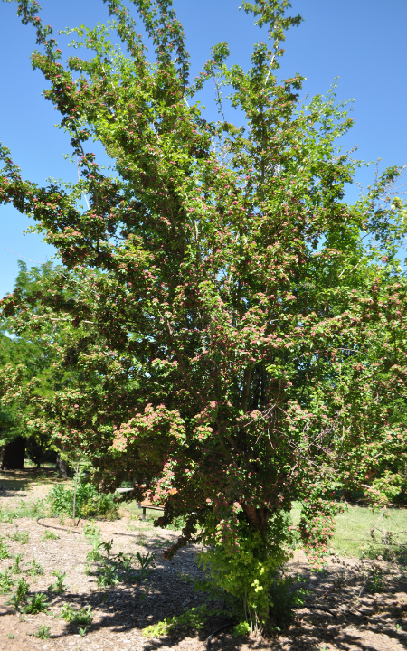 Paul's Scarlet Hawthorn tree