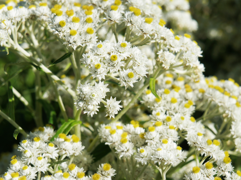 Pearly Everlasting 'New Snow'