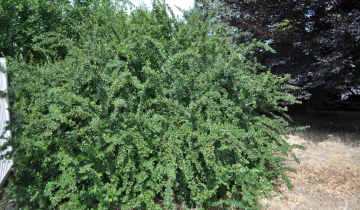 Peking Cotoneaster
