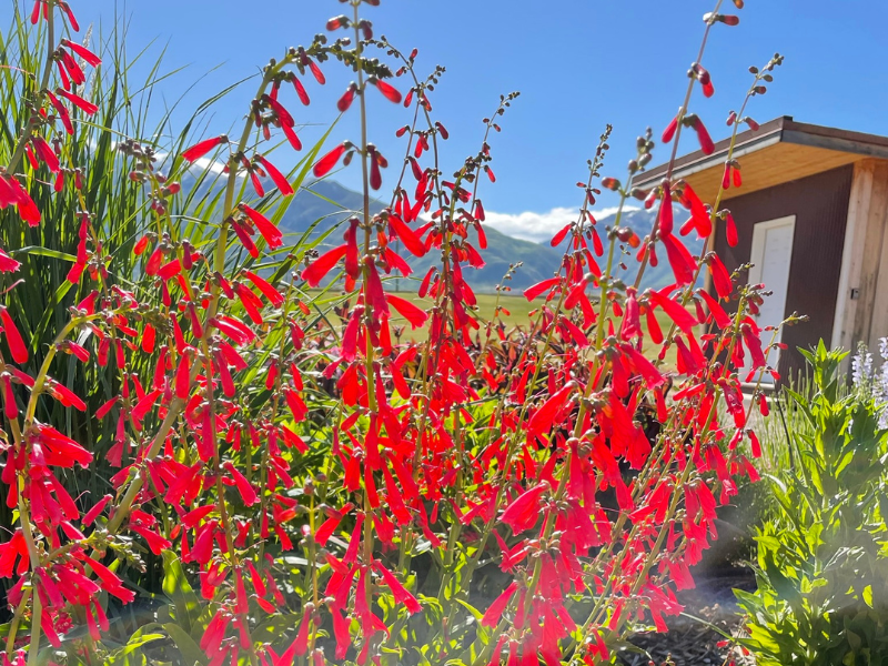 Penstemon cardinalis