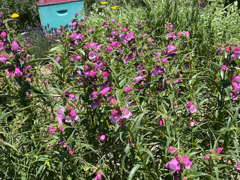 Beardtongue 'Red Rocks'