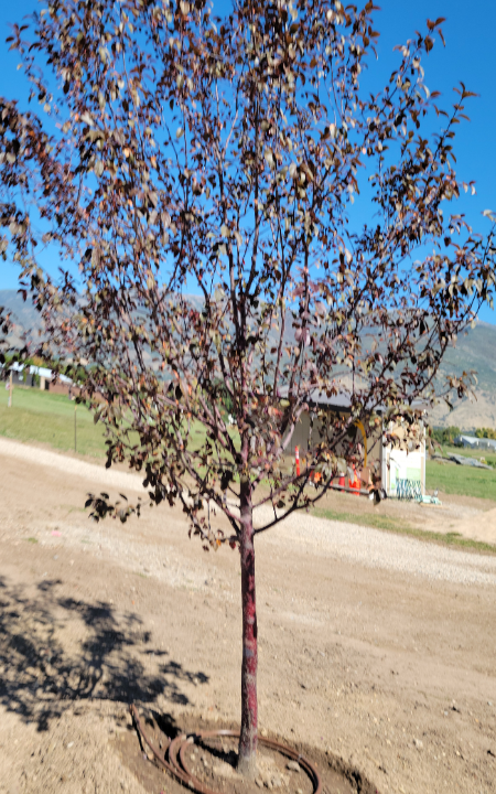 Perfect Purple Crabapple