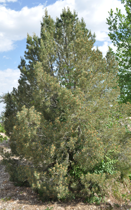 Pinyon Pine tree